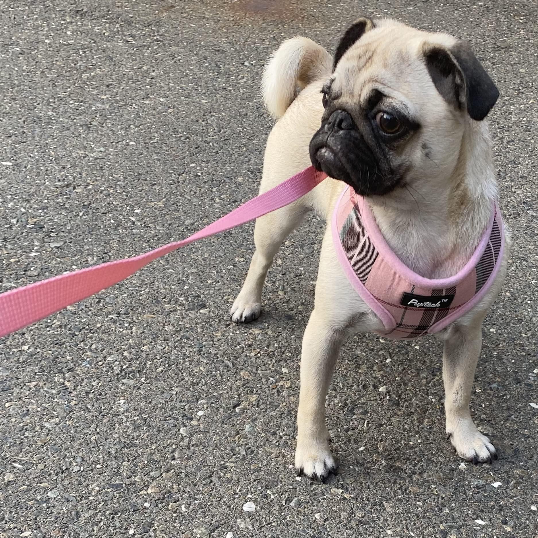 PUPTECK small dog harness D-ring attached to its matching leash.