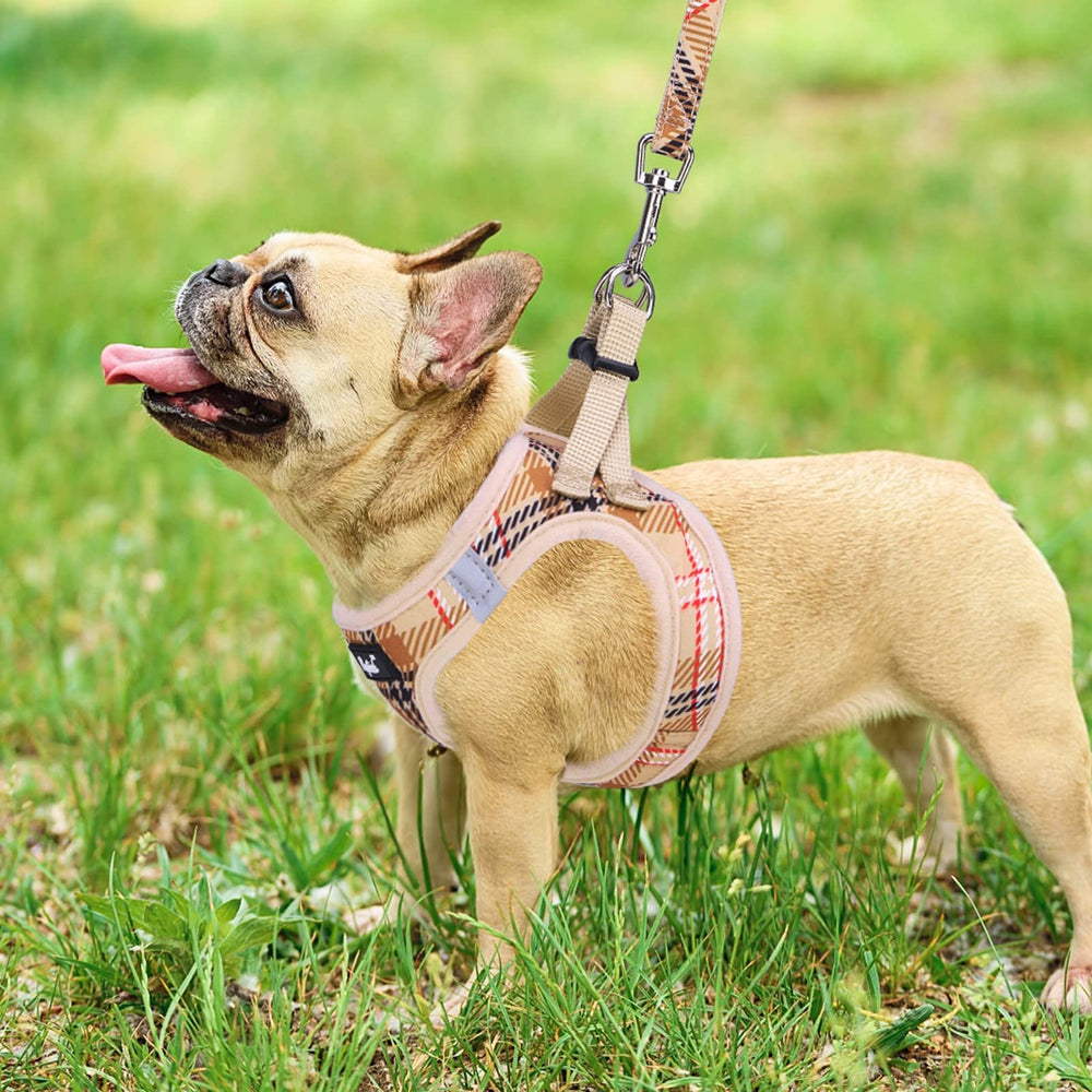 PUPTECK small dog harness and leash set shown in use on a small dog.
