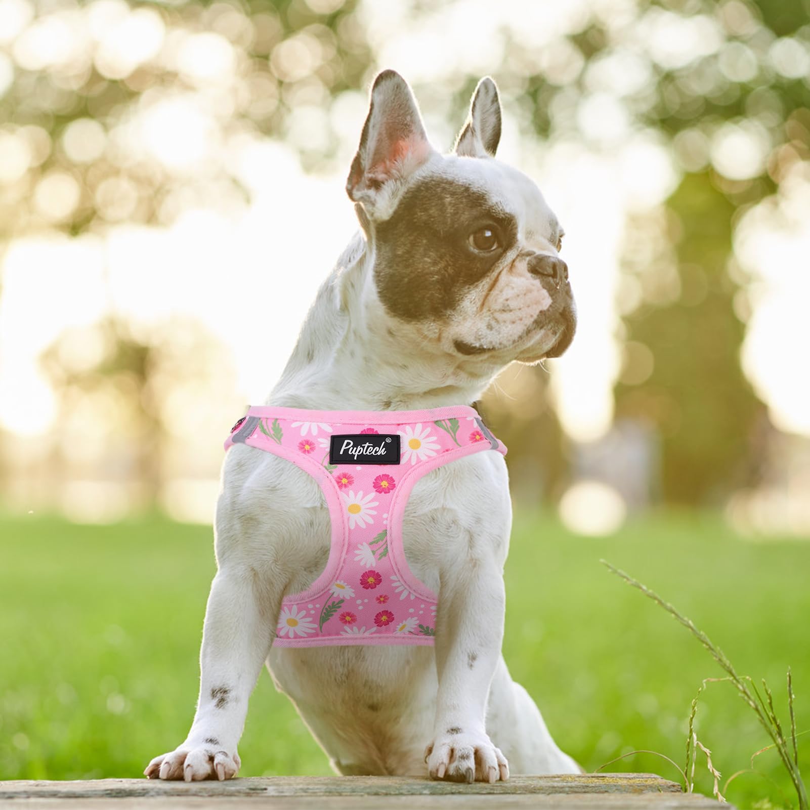 PUPTECK small dog harness and leash set shown together.