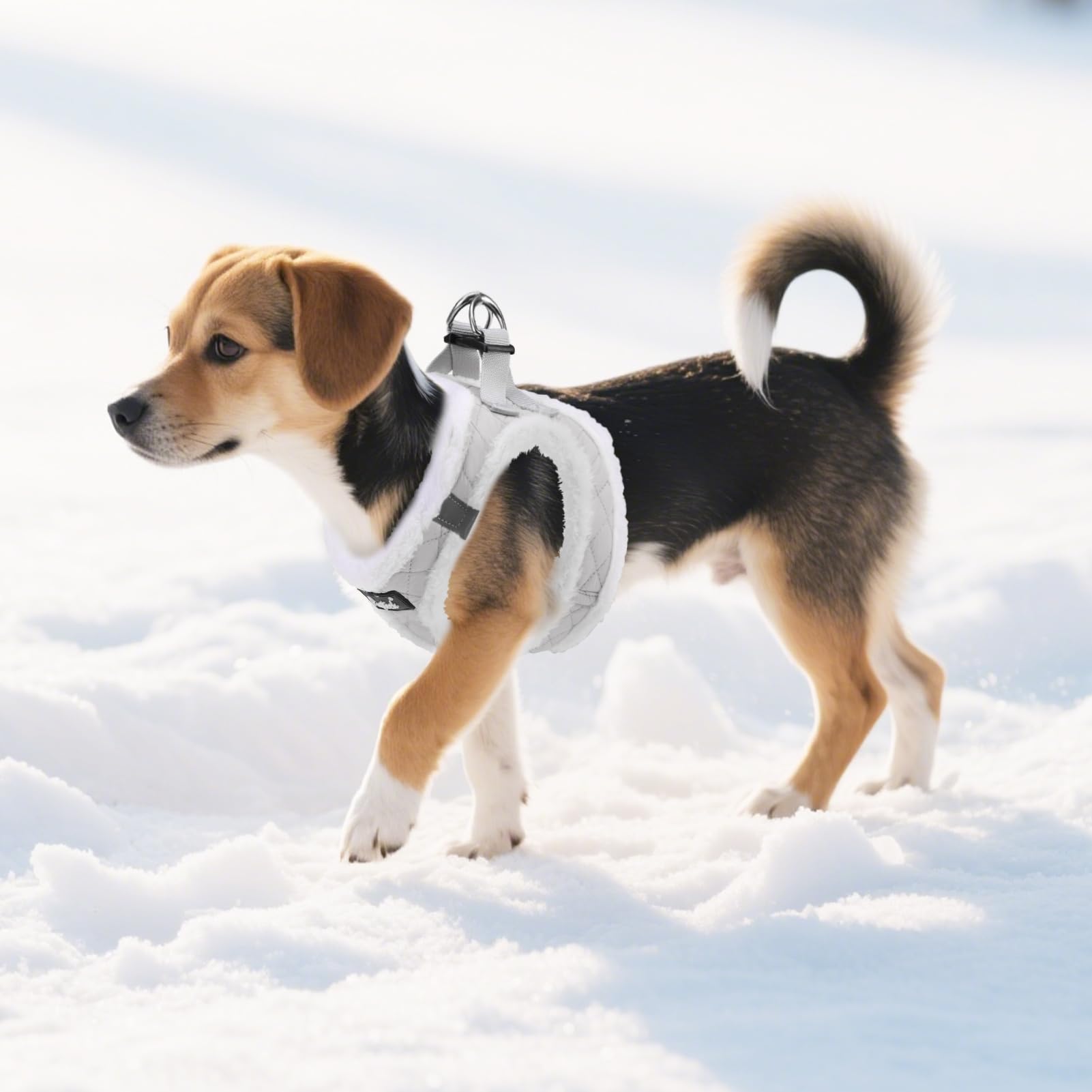 PUPTECK small dog harness shown fitted on a small dog.