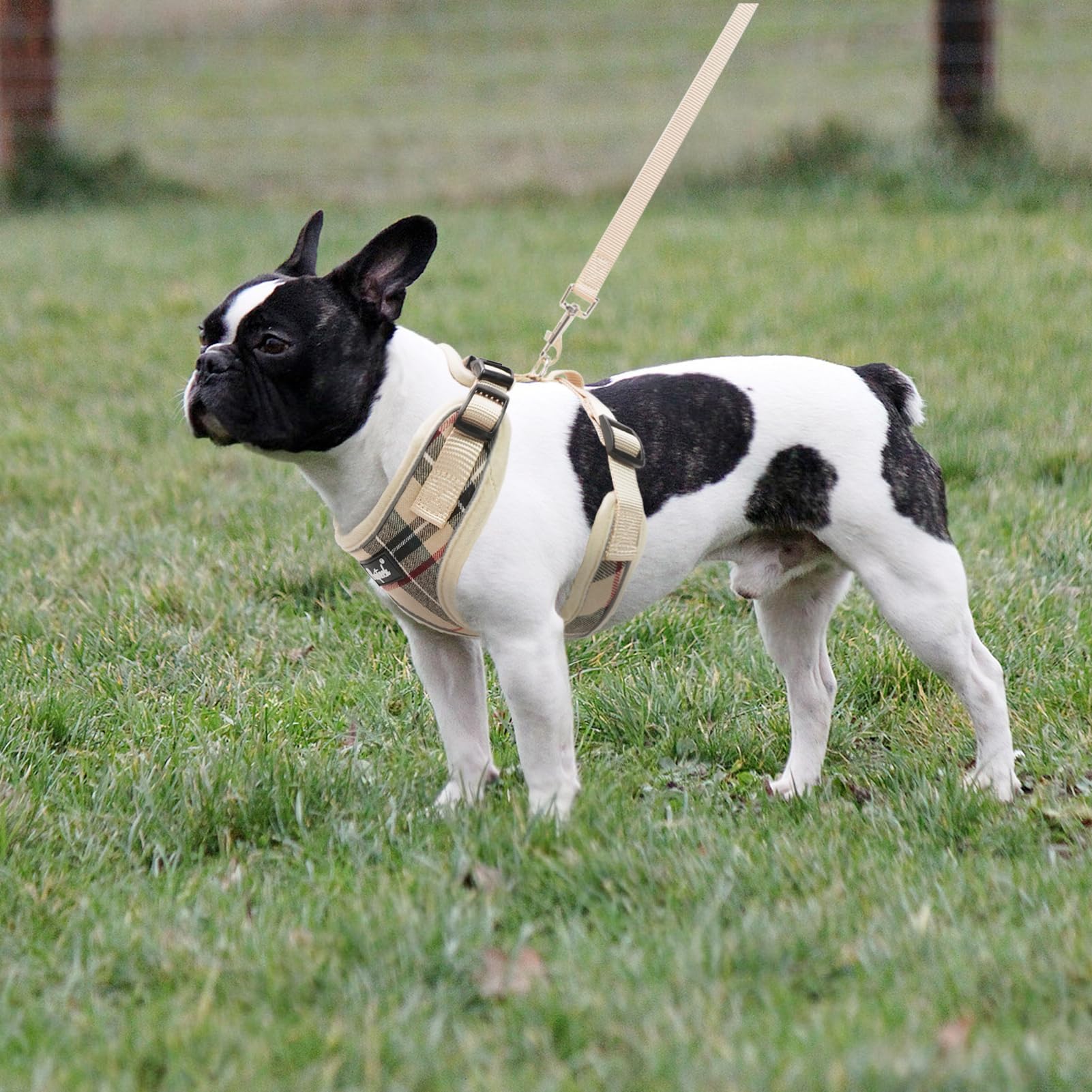 PUPTECK small dog harness and matching leash shown in use.