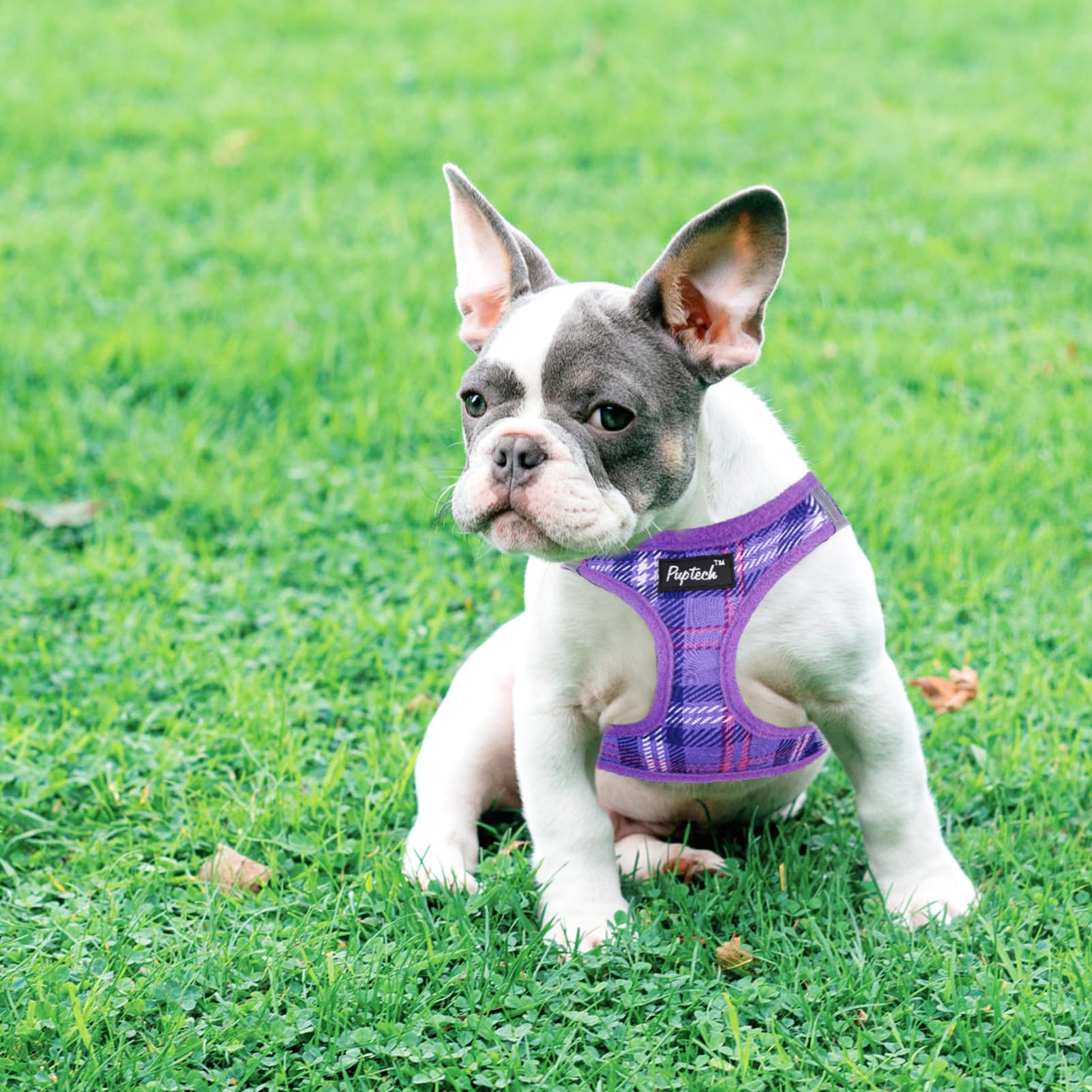 PUPTECK small dog harness and leash set shown together.