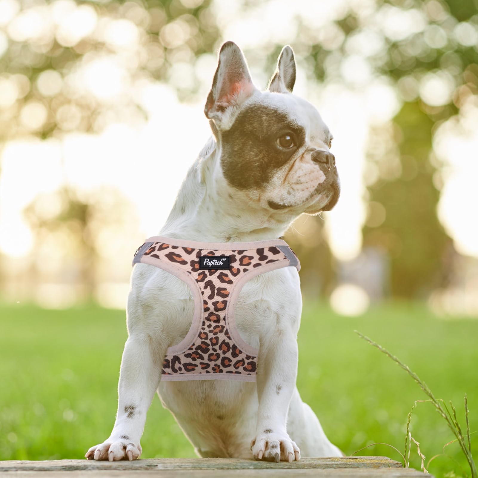 PUPTECK small dog harness and matching leash shown together.