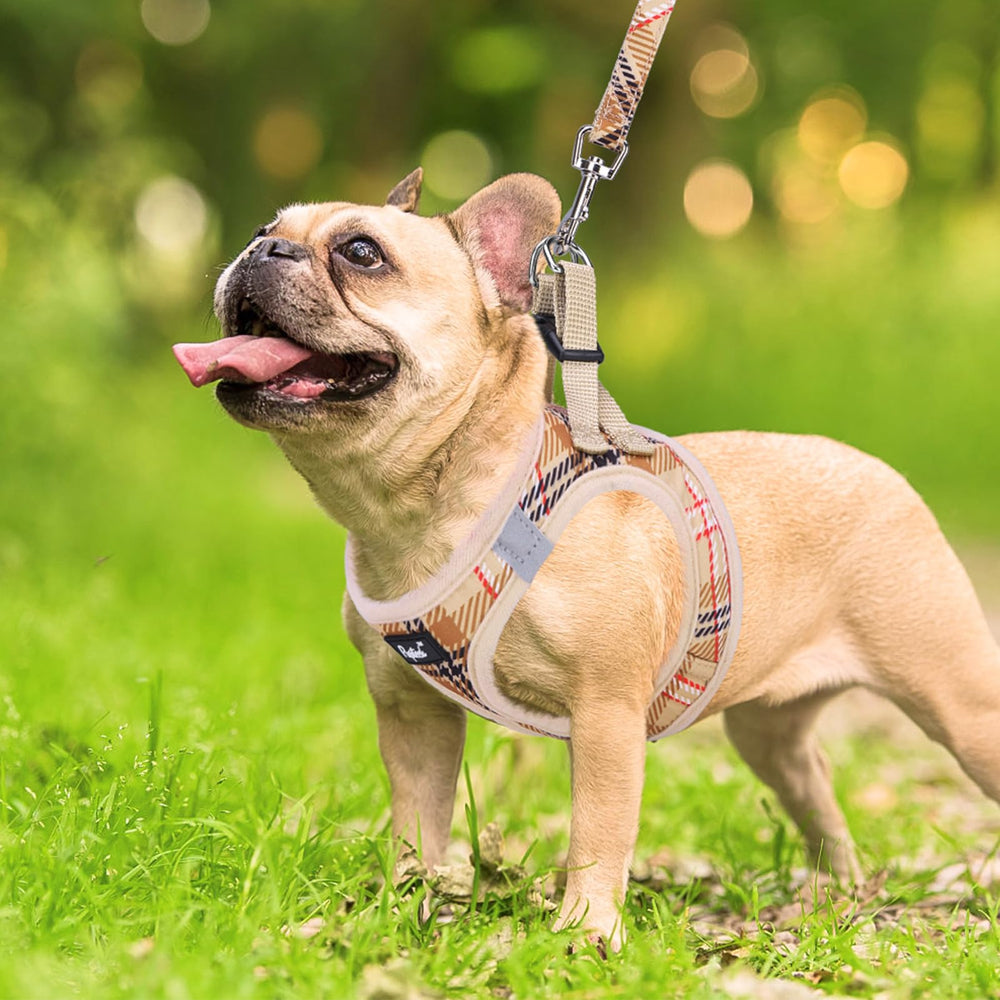 PUPTECK small dog harness detail showing its two metal D-rings.
