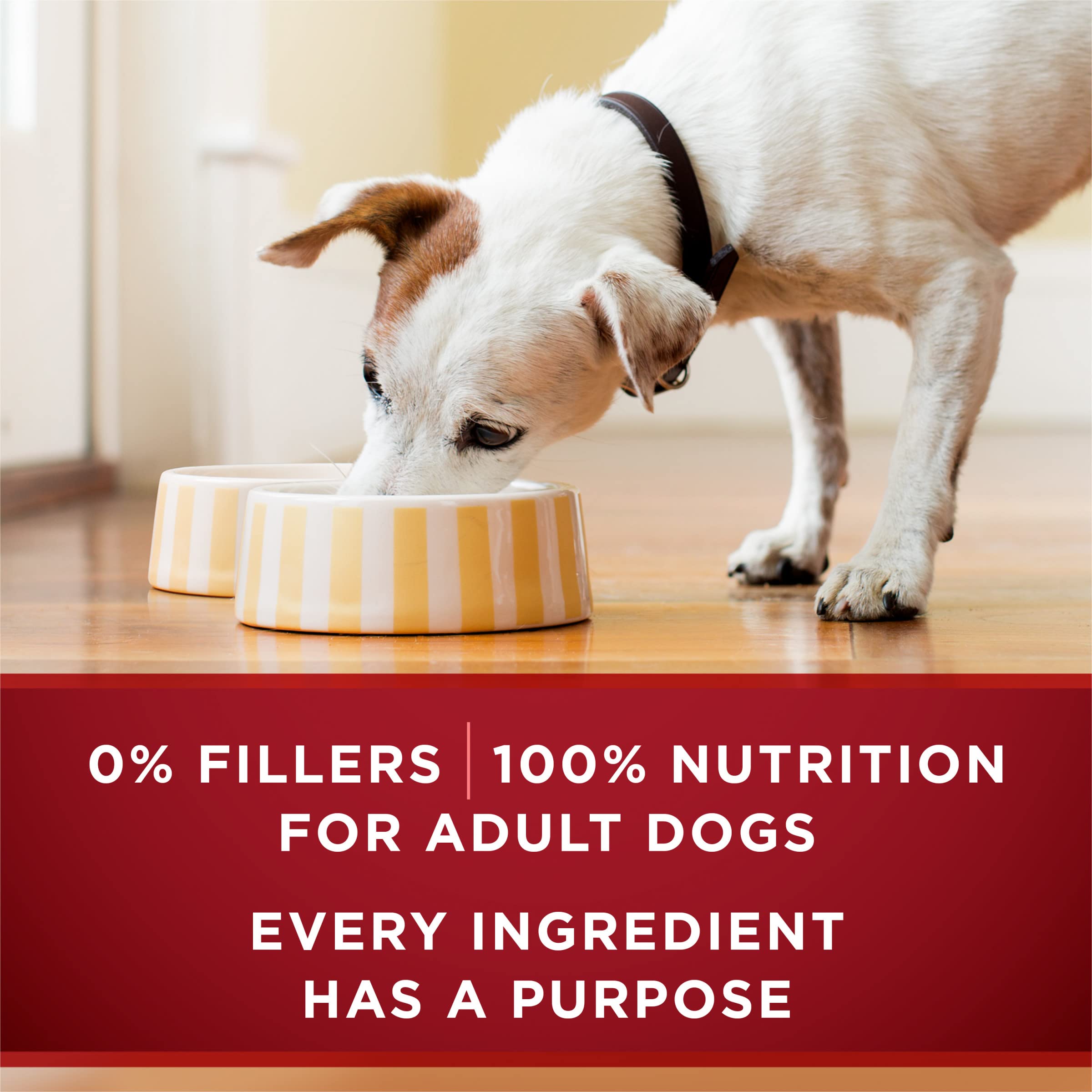 Purina ONE wet dog food nutrition panel on the can.