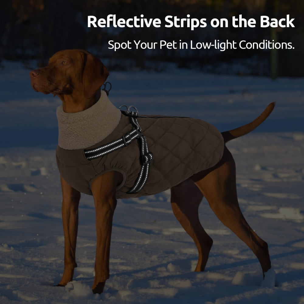 Queenmore dog jacket worn by a dog during a cold-weather outdoor outing.