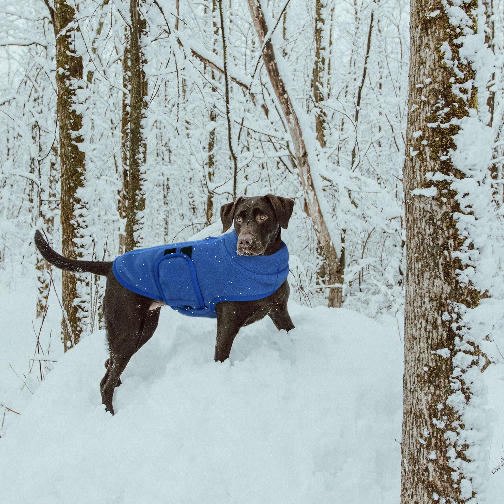 Queenmore dog sweater shown from a side angle.