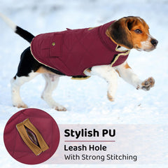 Queenmore dog winter coat with the collar raised.