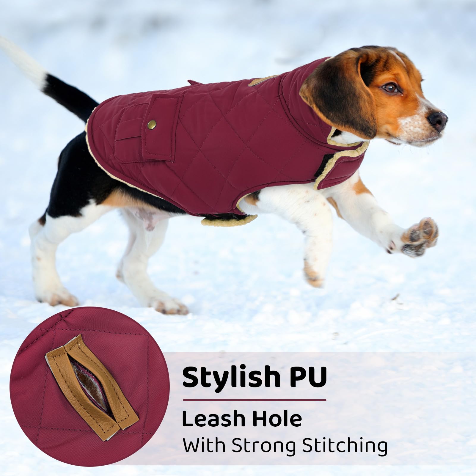 Queenmore dog winter coat shown with its collar raised for cold weather.