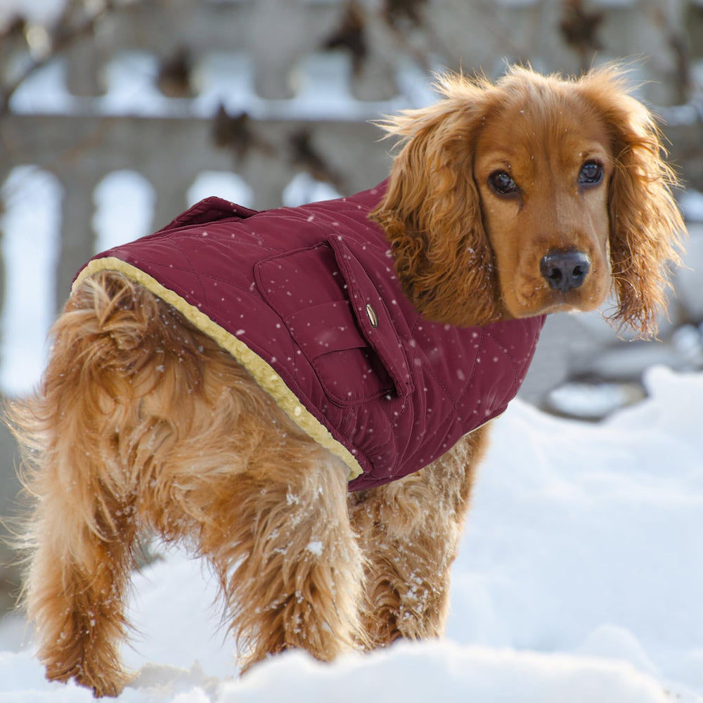 Queenmore dog winter coat shown with its available size options.