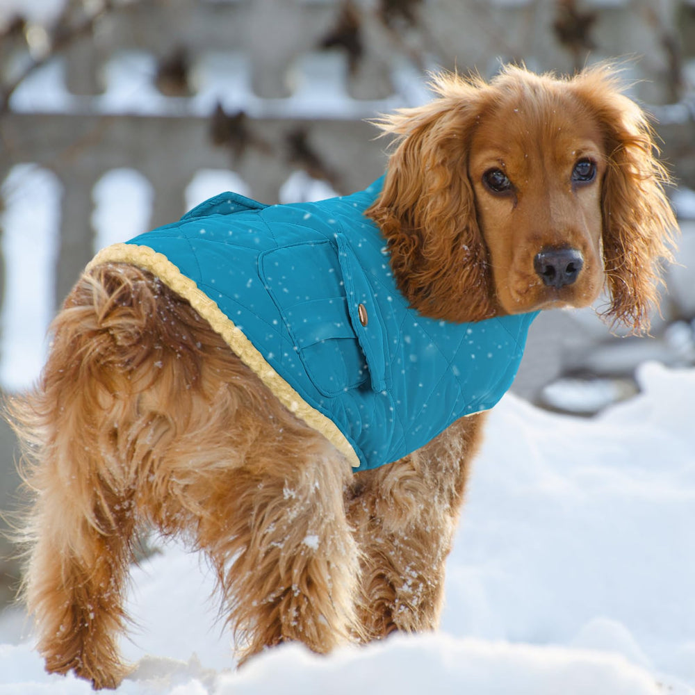 Queenmore dog winter coat shown being worn by a dog.