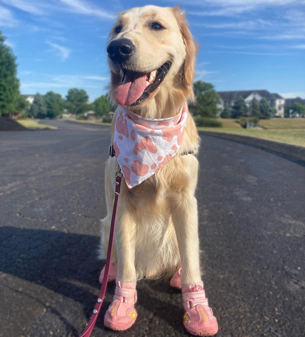 QUMY dog boots shown from the side to display their fabric and sole construction.