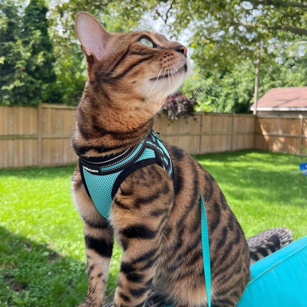 rabbitgoo Cat Harness shown from the back to display the vest design.