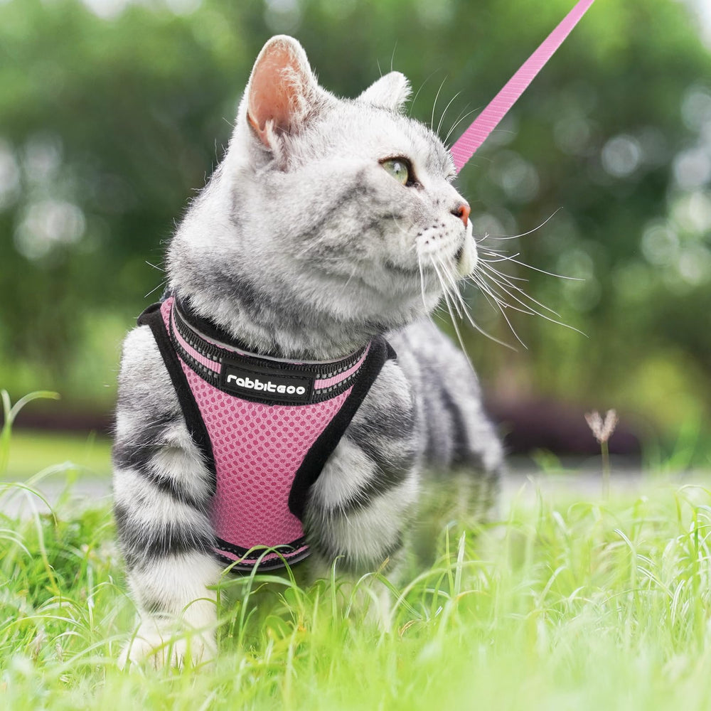 rabbitgoo cat harness shown from the back.