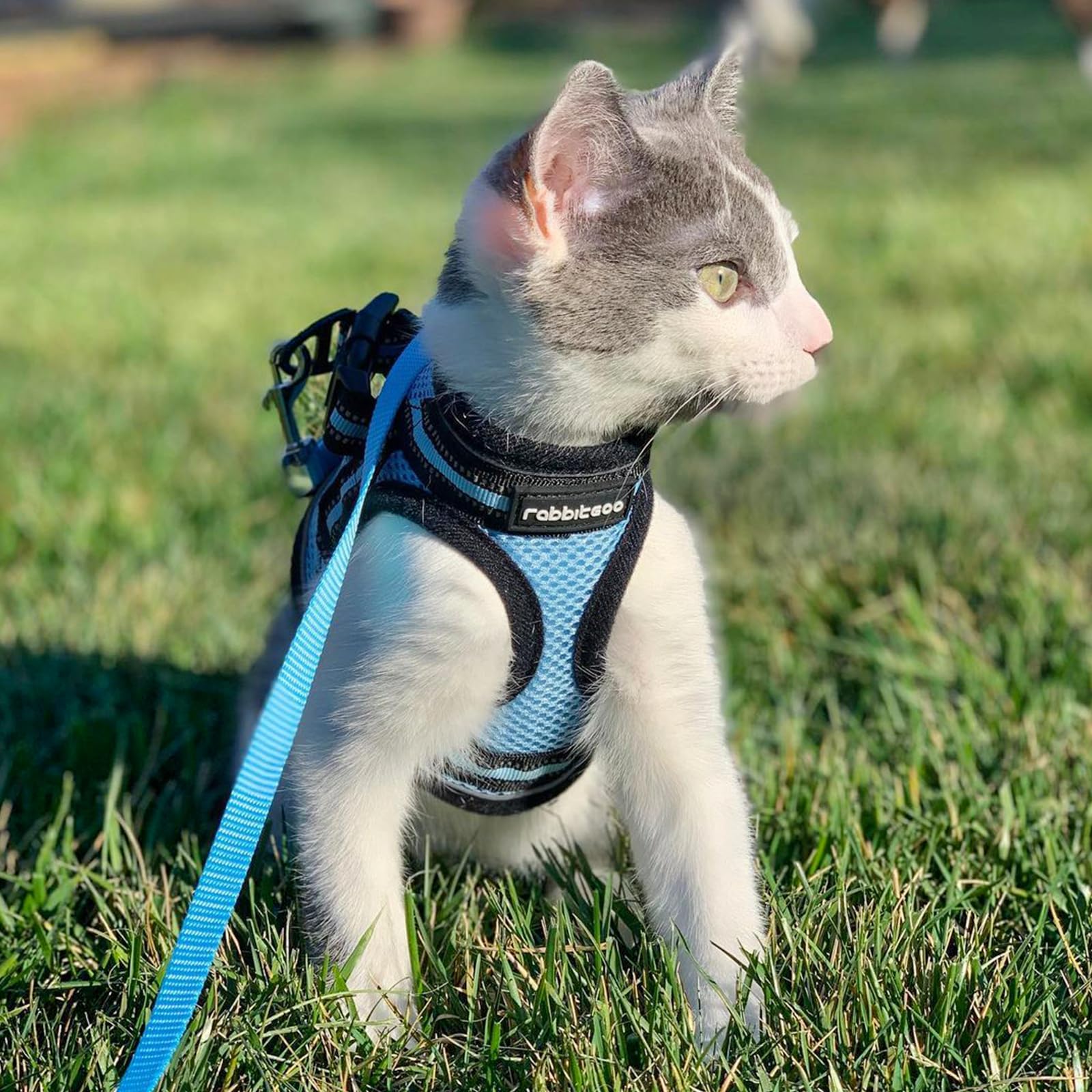 rabbitgoo Cat Harness and Leash Set worn by a cat on an outdoor walk.