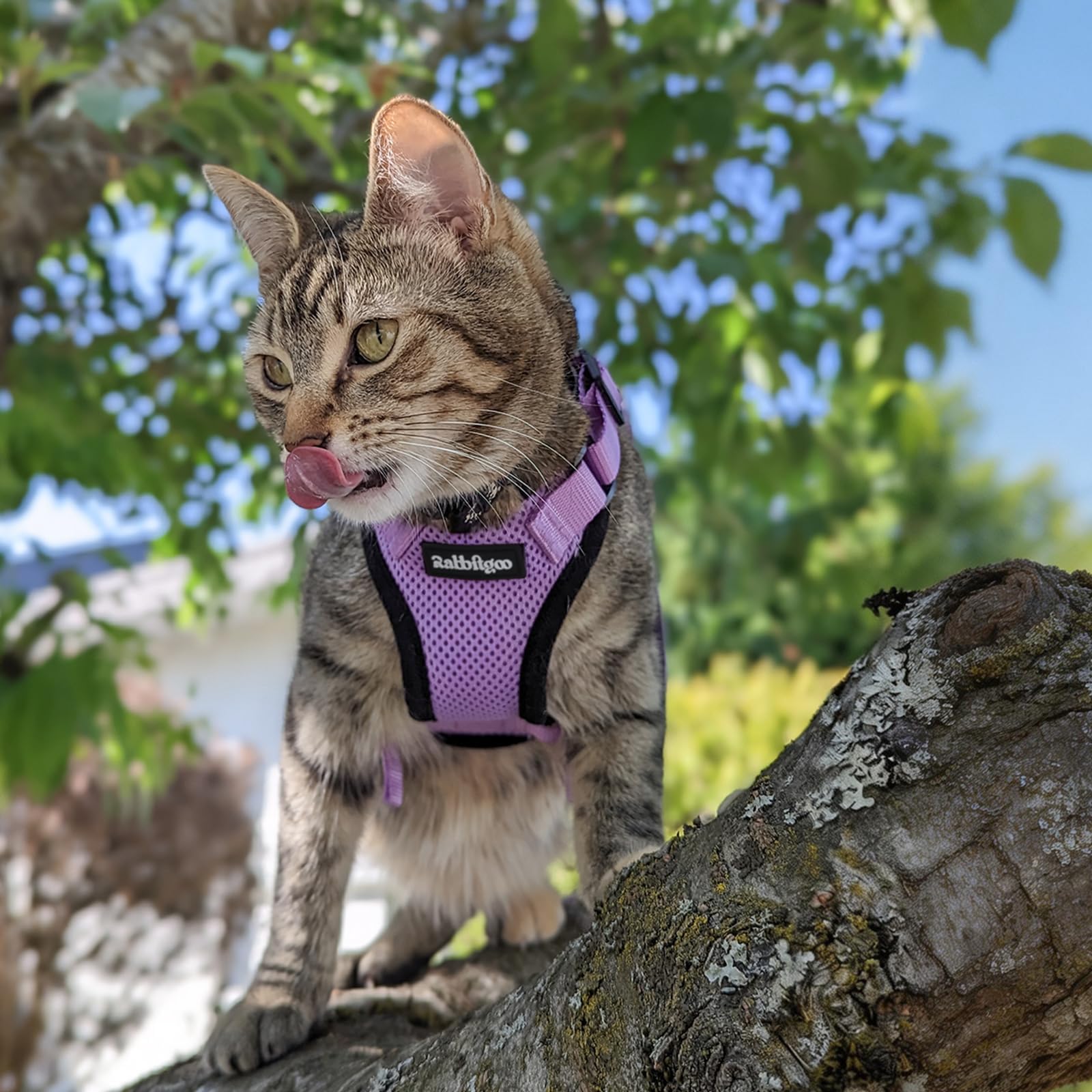 rabbitgoo Cat Harness and Leash Set shown being worn by a cat.