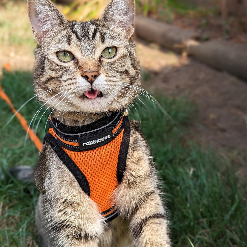 rabbitgoo cat harness and leash set showing the included pieces.