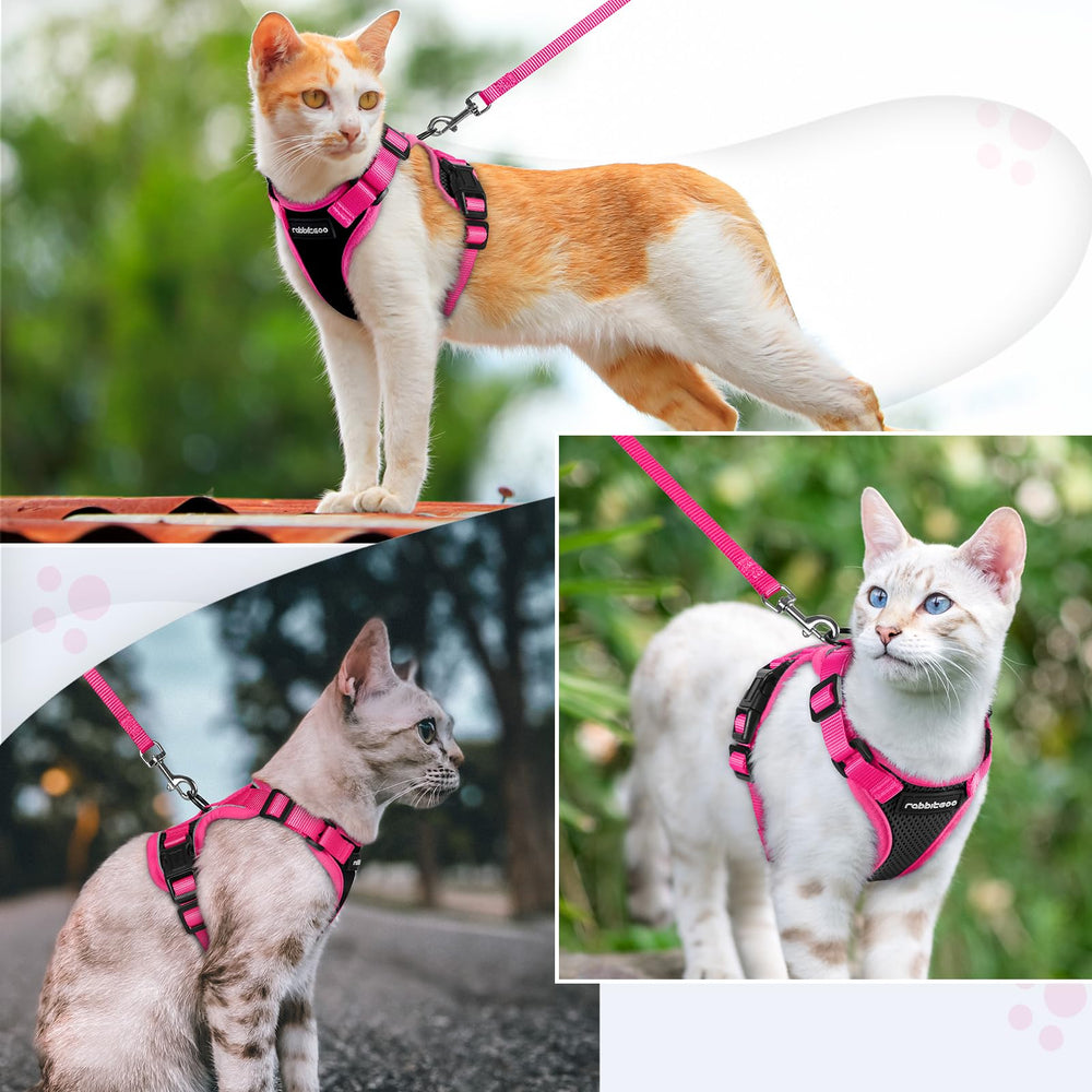 rabbitgoo Cat Harness and Leash Set shown fitted on a cat.
