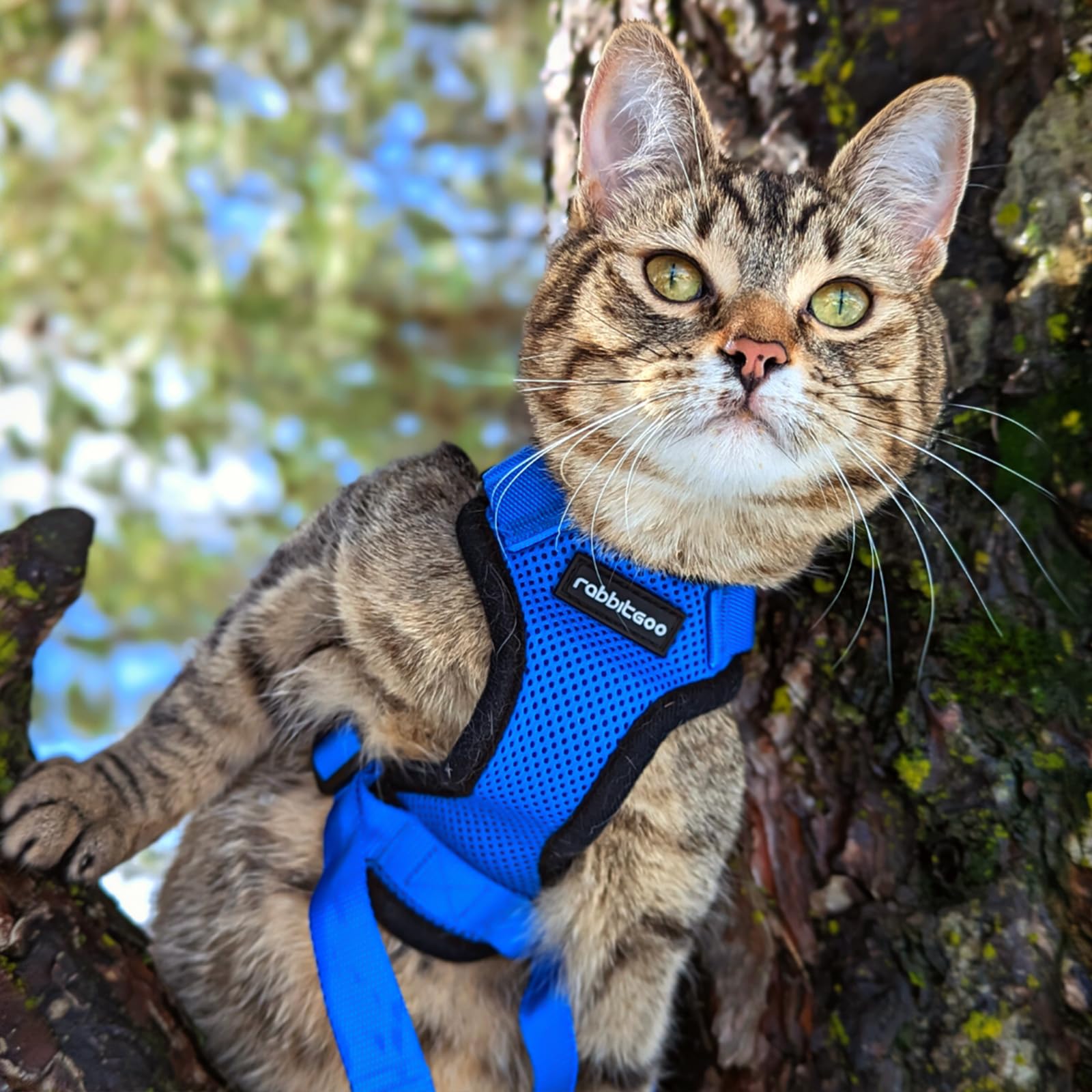 rabbitgoo Cat Harness shown from a side angle in navy blue.