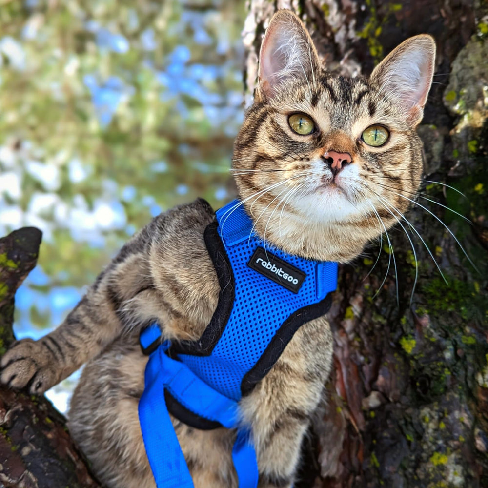 rabbitgoo Cat Harness shown from a side angle in navy blue.