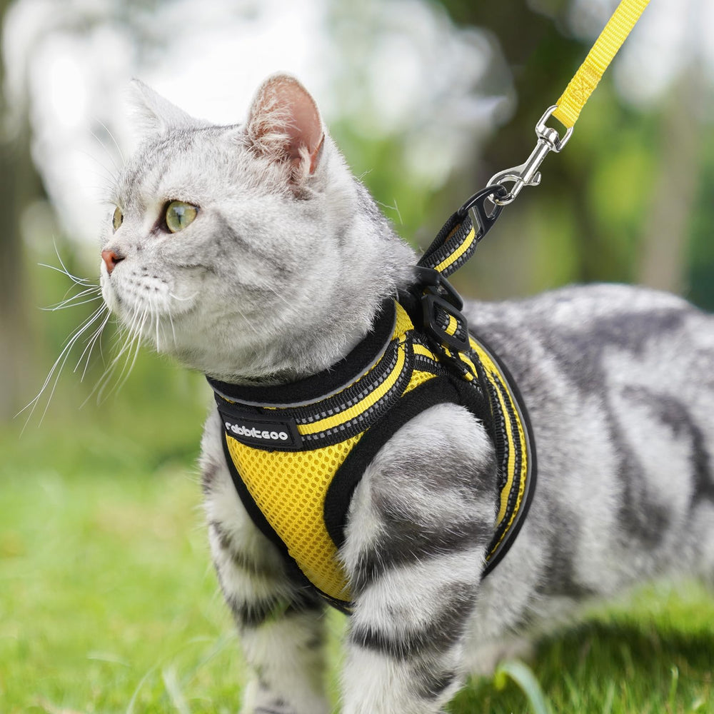 A cat wearing the bright yellow rabbitgoo harness outdoors.