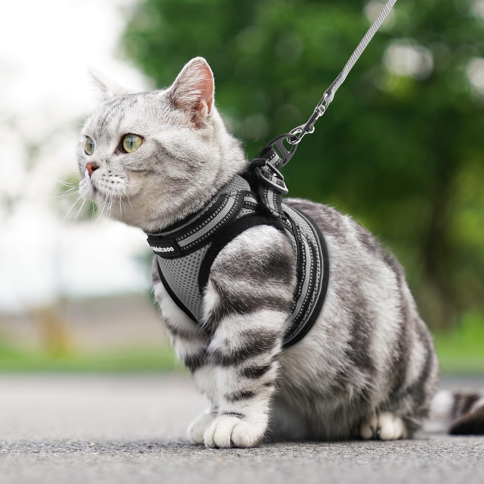 rabbitgoo Cat Harness and Leash Set shown for an outdoor walking outing.