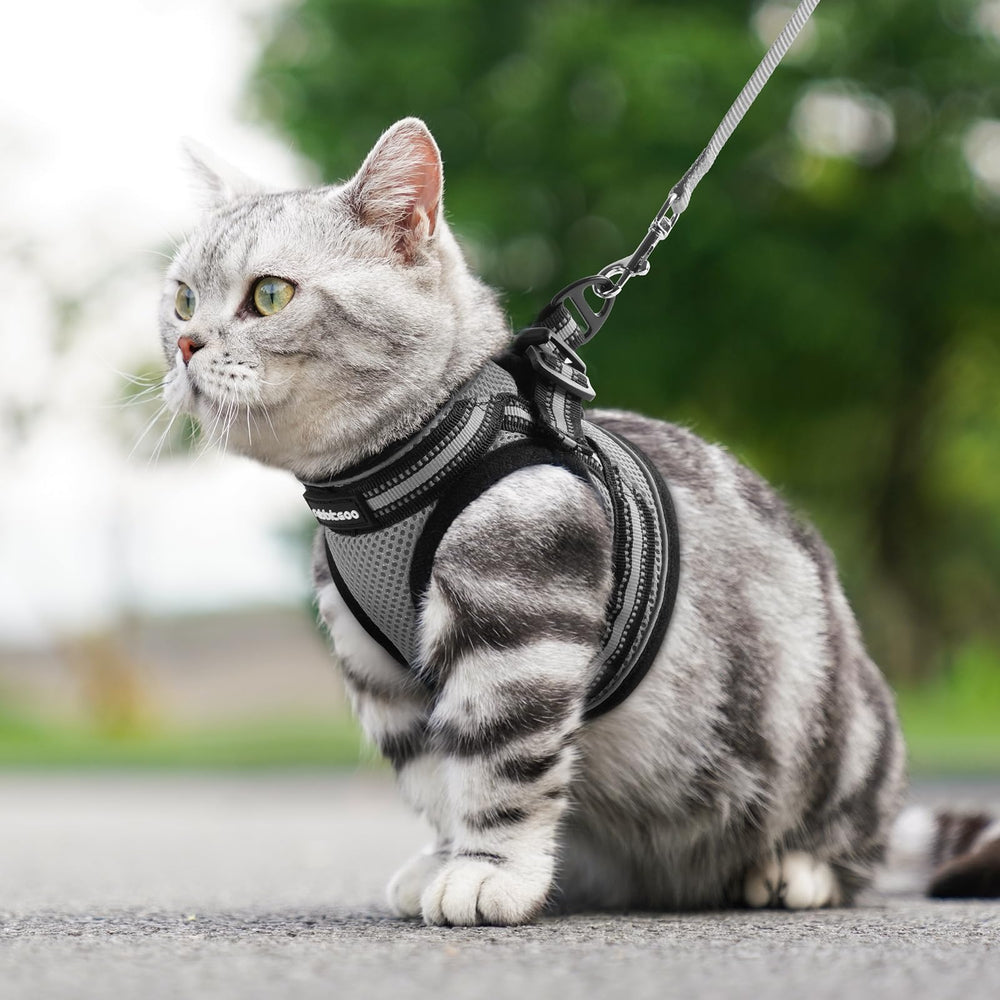rabbitgoo Cat Harness and Leash Set shown for an outdoor walking outing.