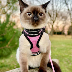 rabbitgoo cat harness set shown worn by a cat outdoors.