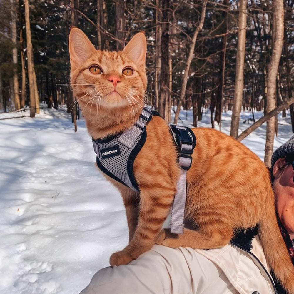rabbitgoo cat harness set showing the harness and leash contents.