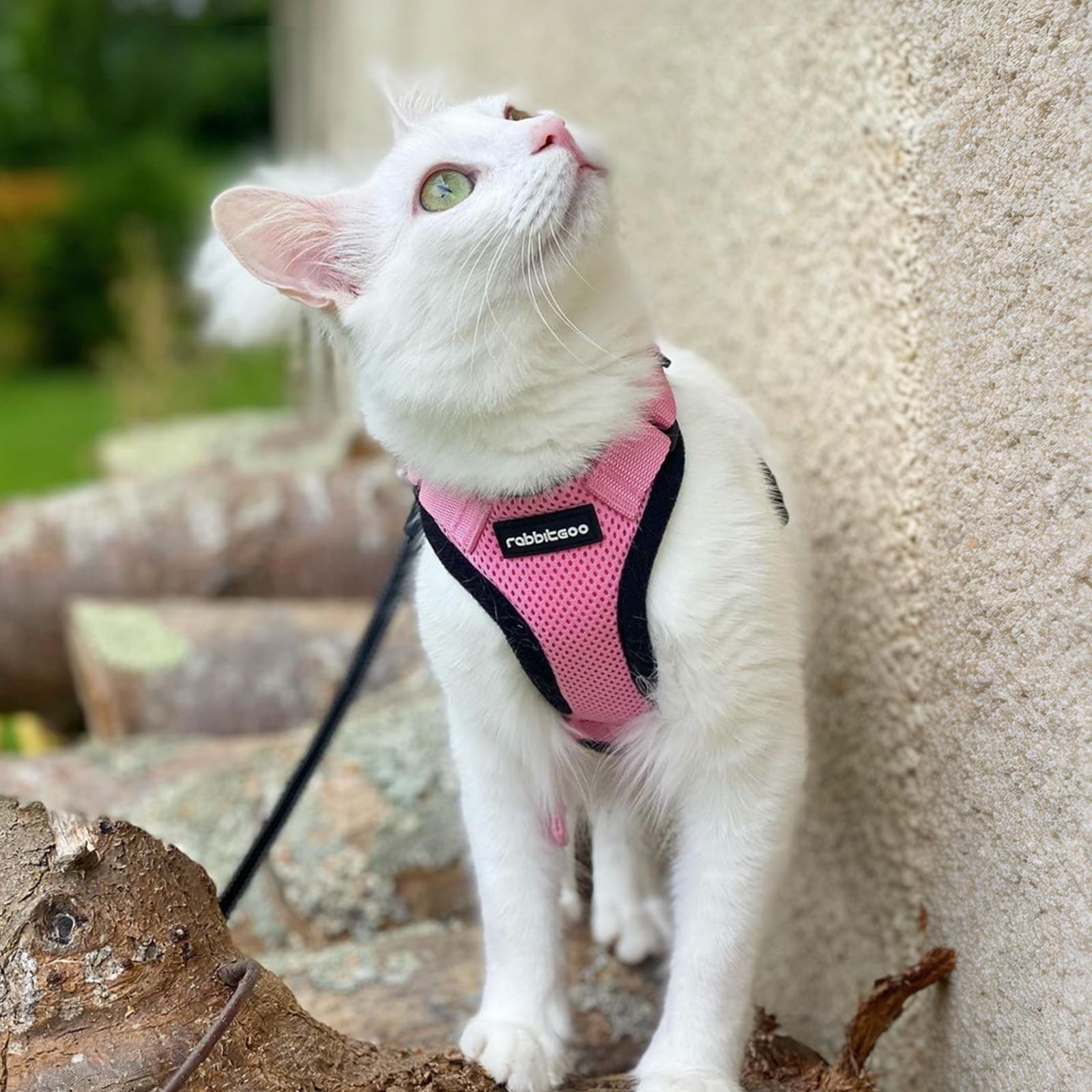 The rabbitgoo cat harness and leash set shown together.