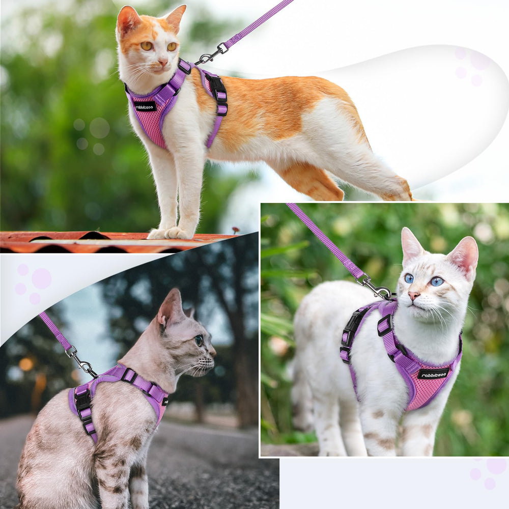 rabbitgoo Cat Harness and Leash Set shown worn by a cat for an outdoor walk.