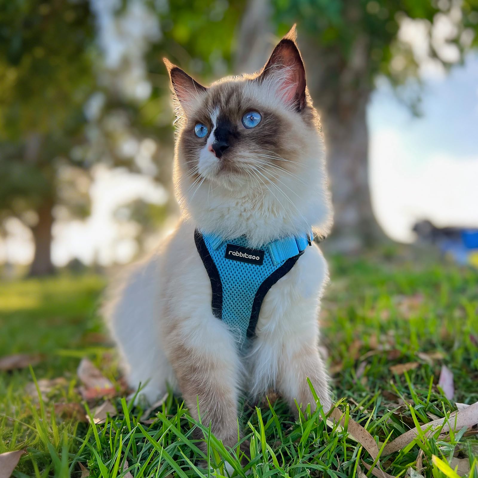 rabbitgoo cat harness sizing guide for checking cat fit.