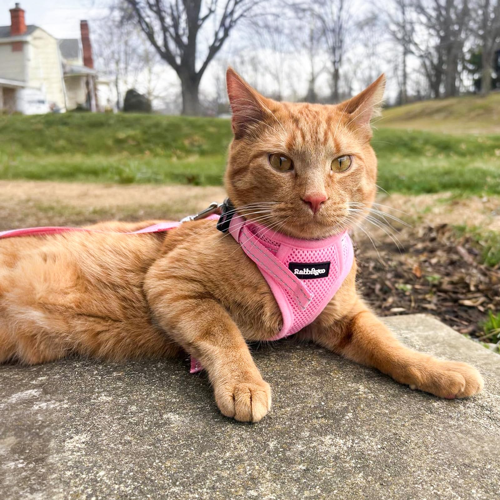 rabbitgoo Cat Harness shown being worn by a cat.