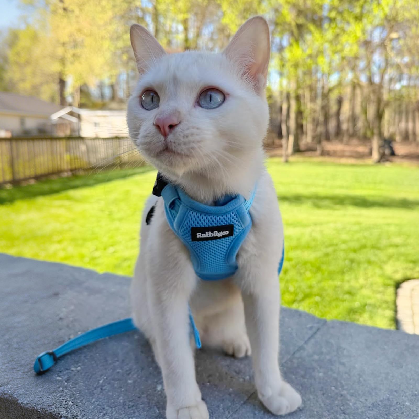 rabbitgoo Cat Harness set showing the included leash.