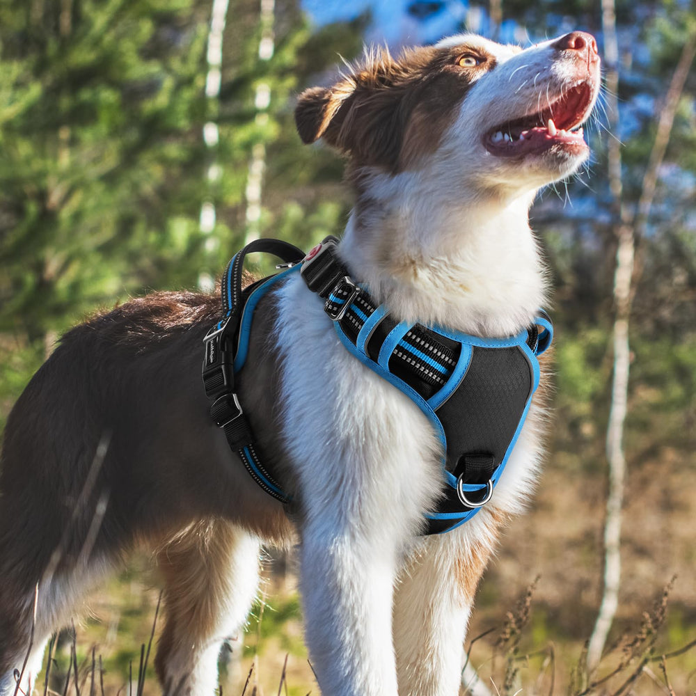 rabbitgoo dog harness detail showing its flexible adjustable straps