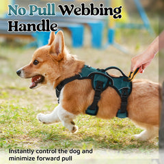 rabbitgoo dog harness adjustment points shown around the neck and chest.