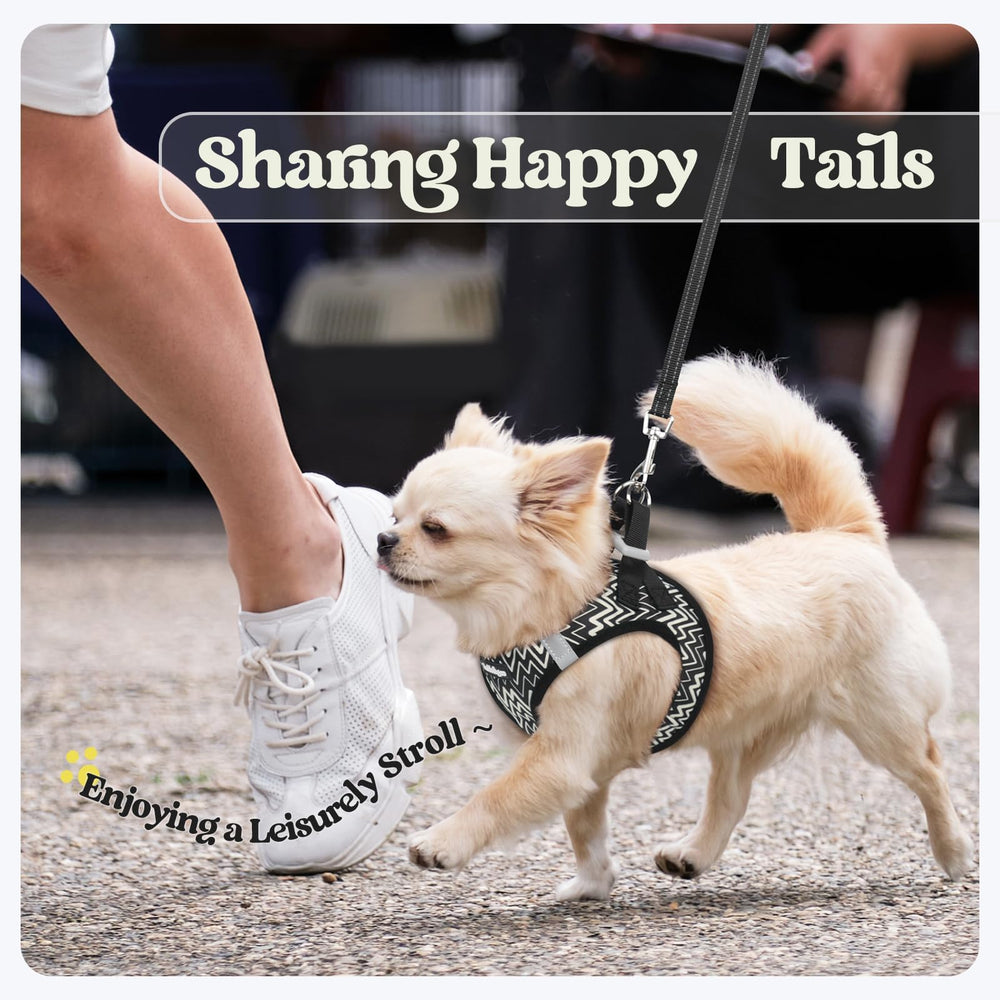 rabbitgoo dog harness and leash set shown together.