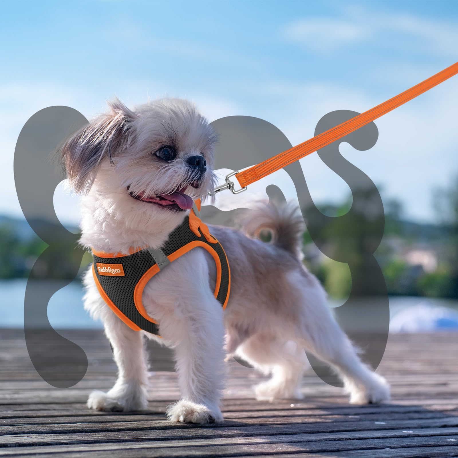 rabbitgoo dog harness and matching leash shown together as a coordinated set.
