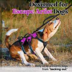 rabbitgoo dog harness shown from behind with the back metal D-ring visible.