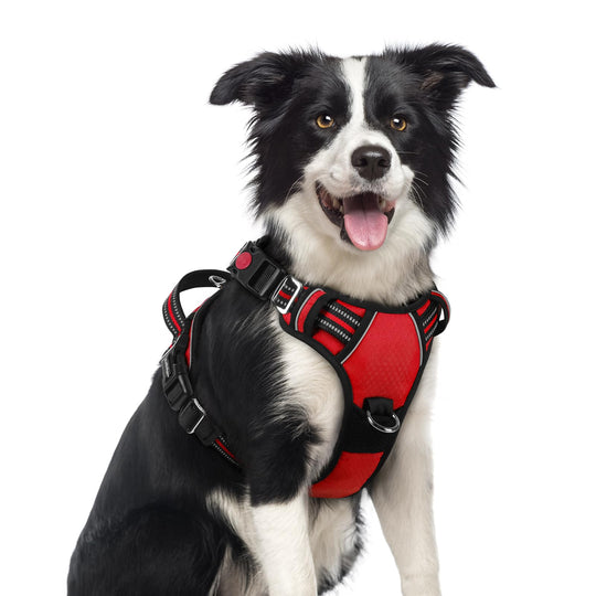 rabbitgoo dog harness shown from the front with its vest shape and buckles visible.