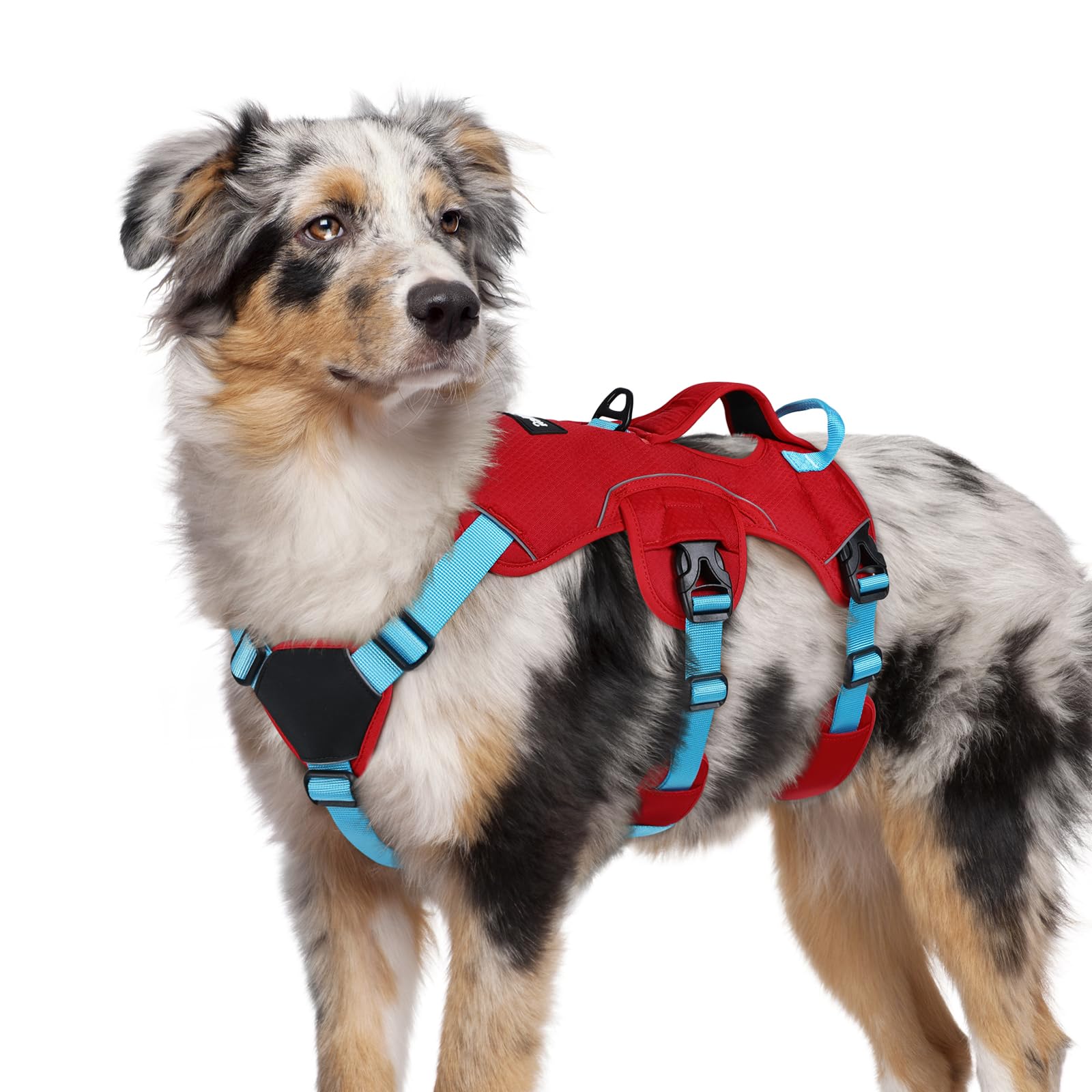 rabbitgoo dog harness shown from the front, displaying its overall shape and straps.