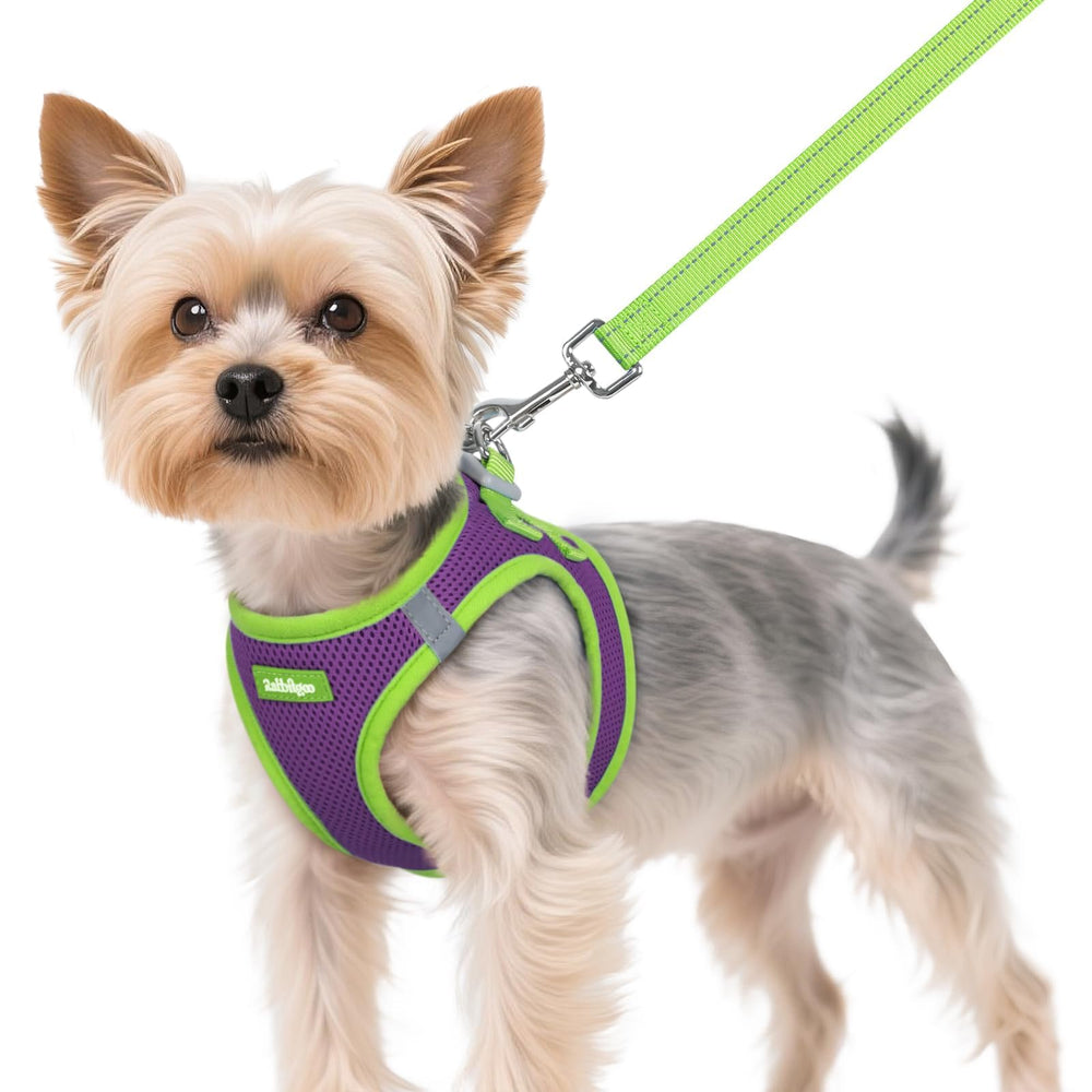 rabbitgoo dog harness set shown from the front with its matching leash