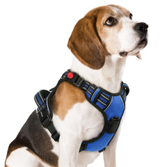 rabbitgoo dog harness shown from the front with its overall design visible.