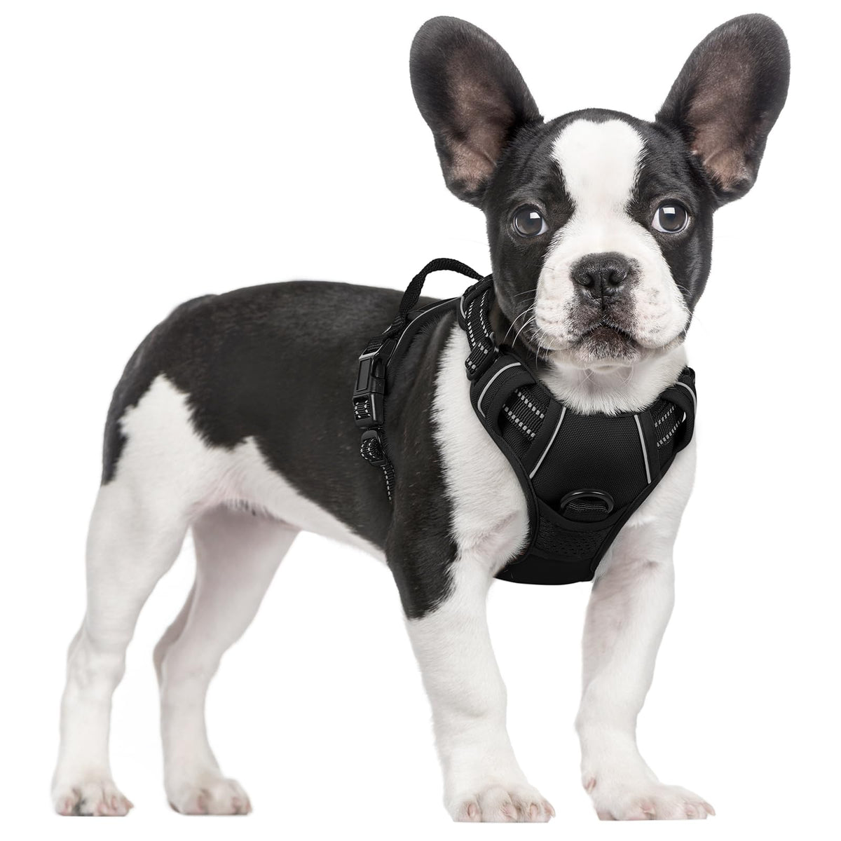 Front view of the rabbitgoo dog harness vest.