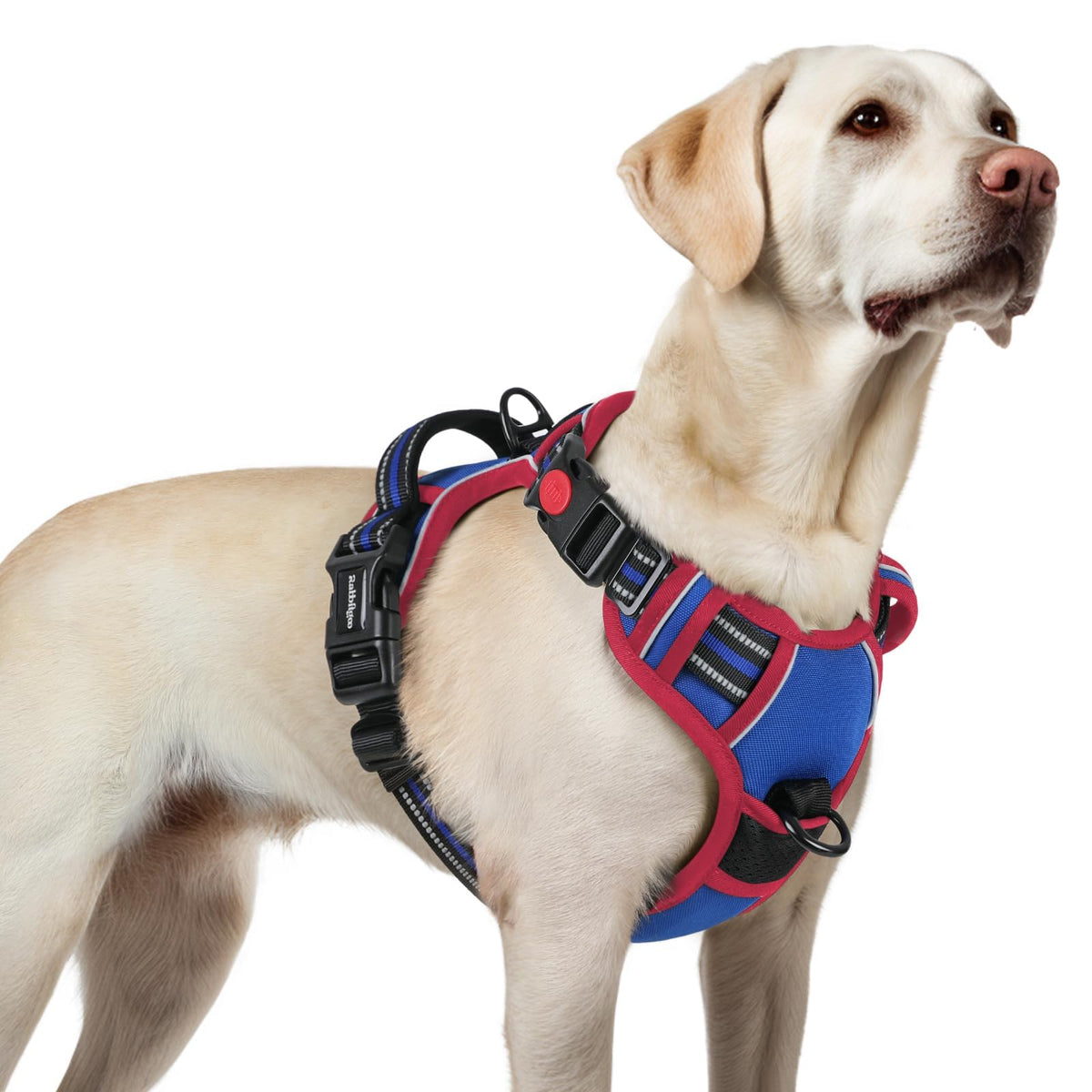 rabbitgoo dog harness shown from the front.
