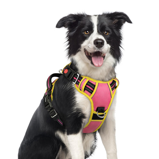 rabbitgoo dog harness shown from the front, highlighting its vest design.