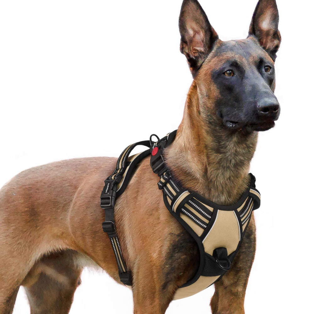 rabbitgoo Dog Harness shown from the front to display its overall design.