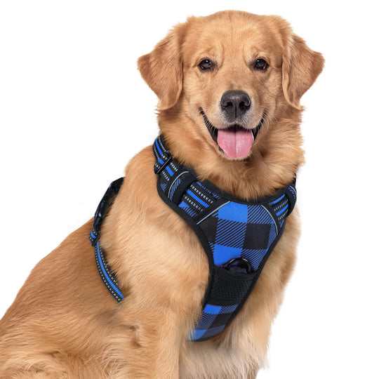 rabbitgoo Dog Harness shown from the front.