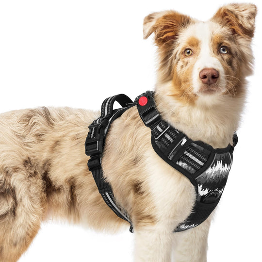 rabbitgoo dog harness shown from the front.