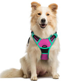 rabbitgoo dog harness shown from the front.